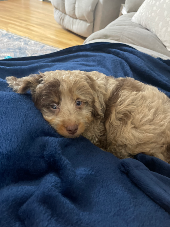 Mini Aussiedoodle