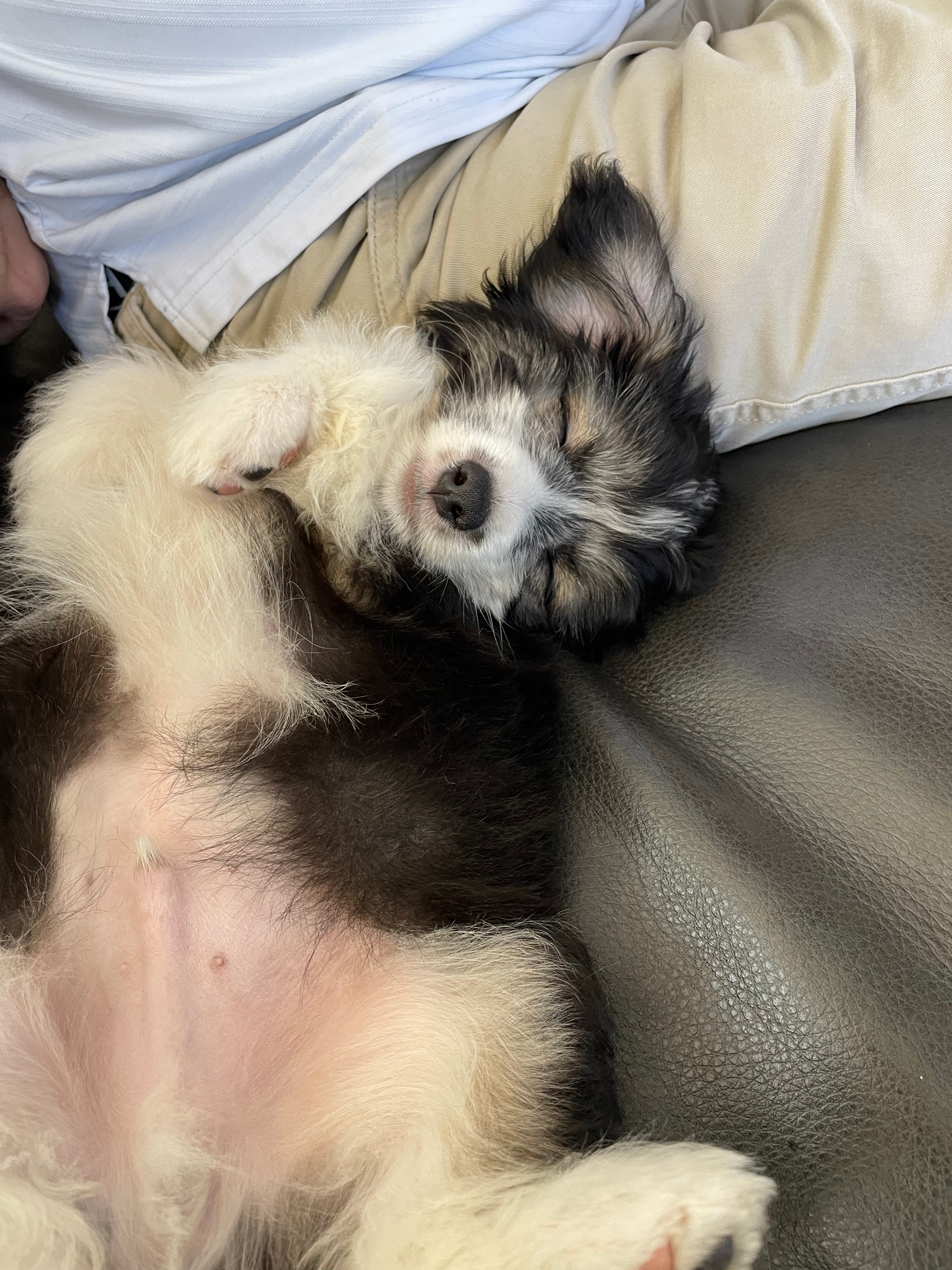 Best Aussiechon Baby