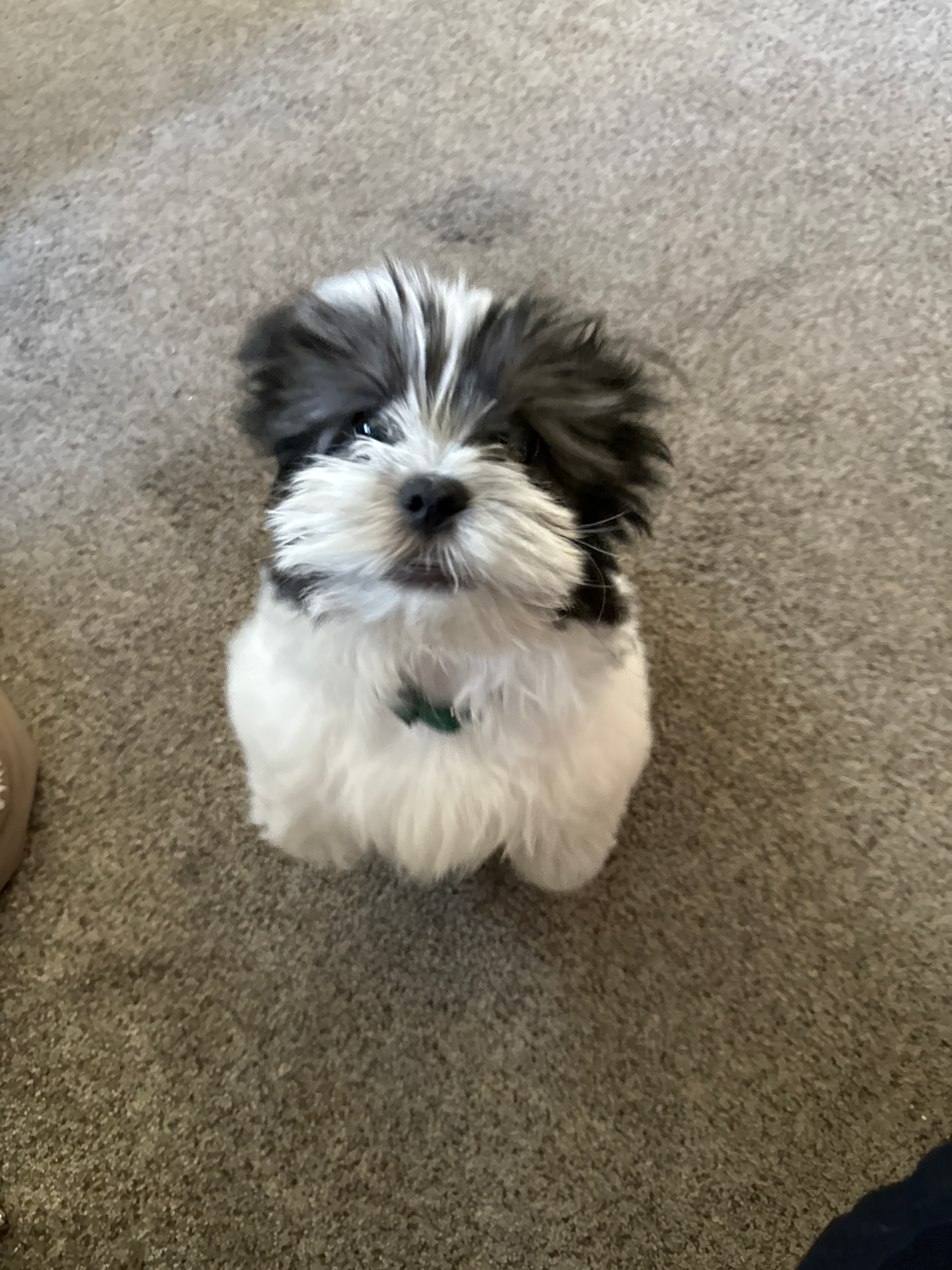 Petite Teddy Bear Designer Pup