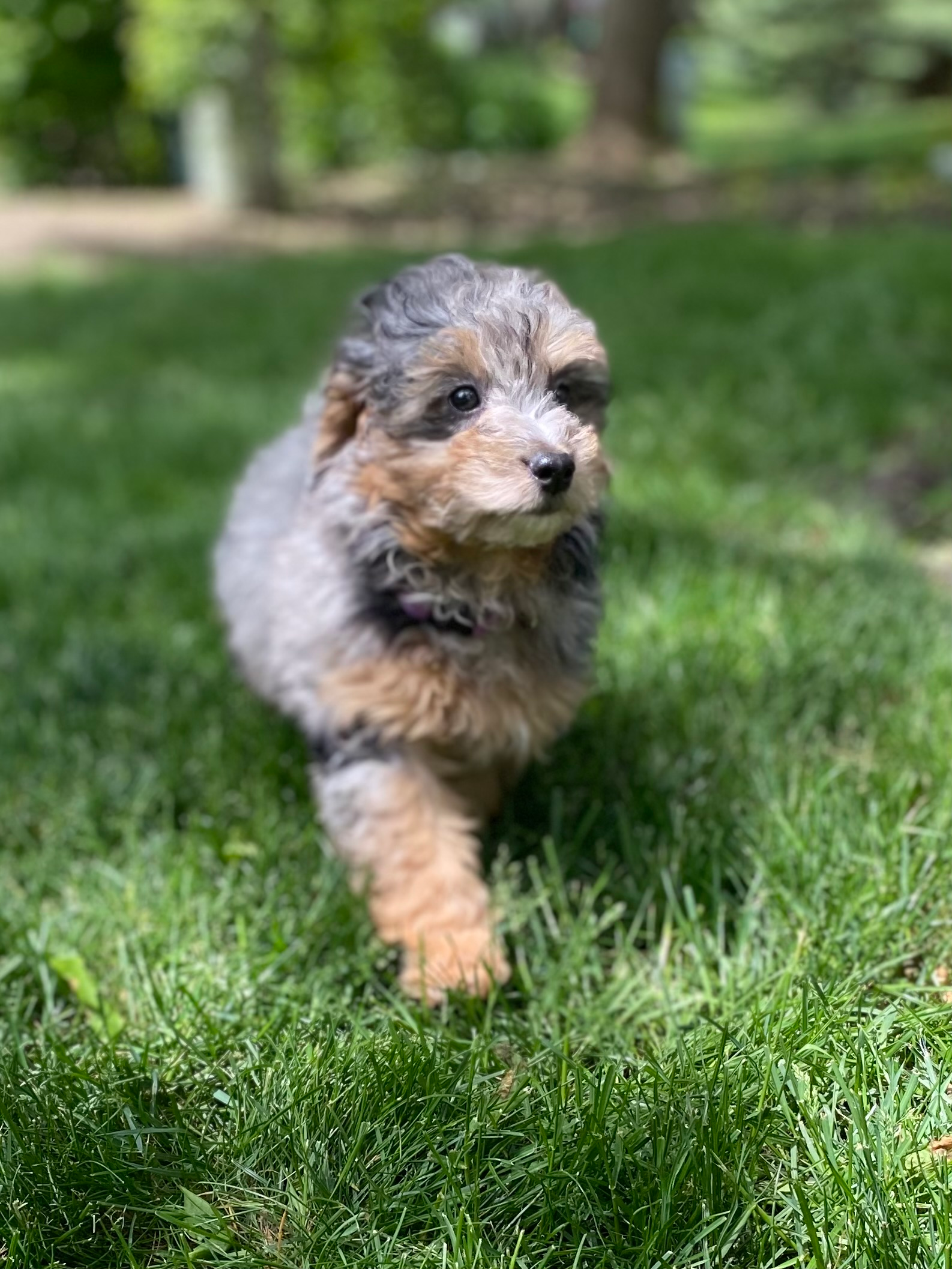 Best Mini Bernedoodle Baby