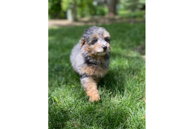 Best Mini Bernedoodle Baby