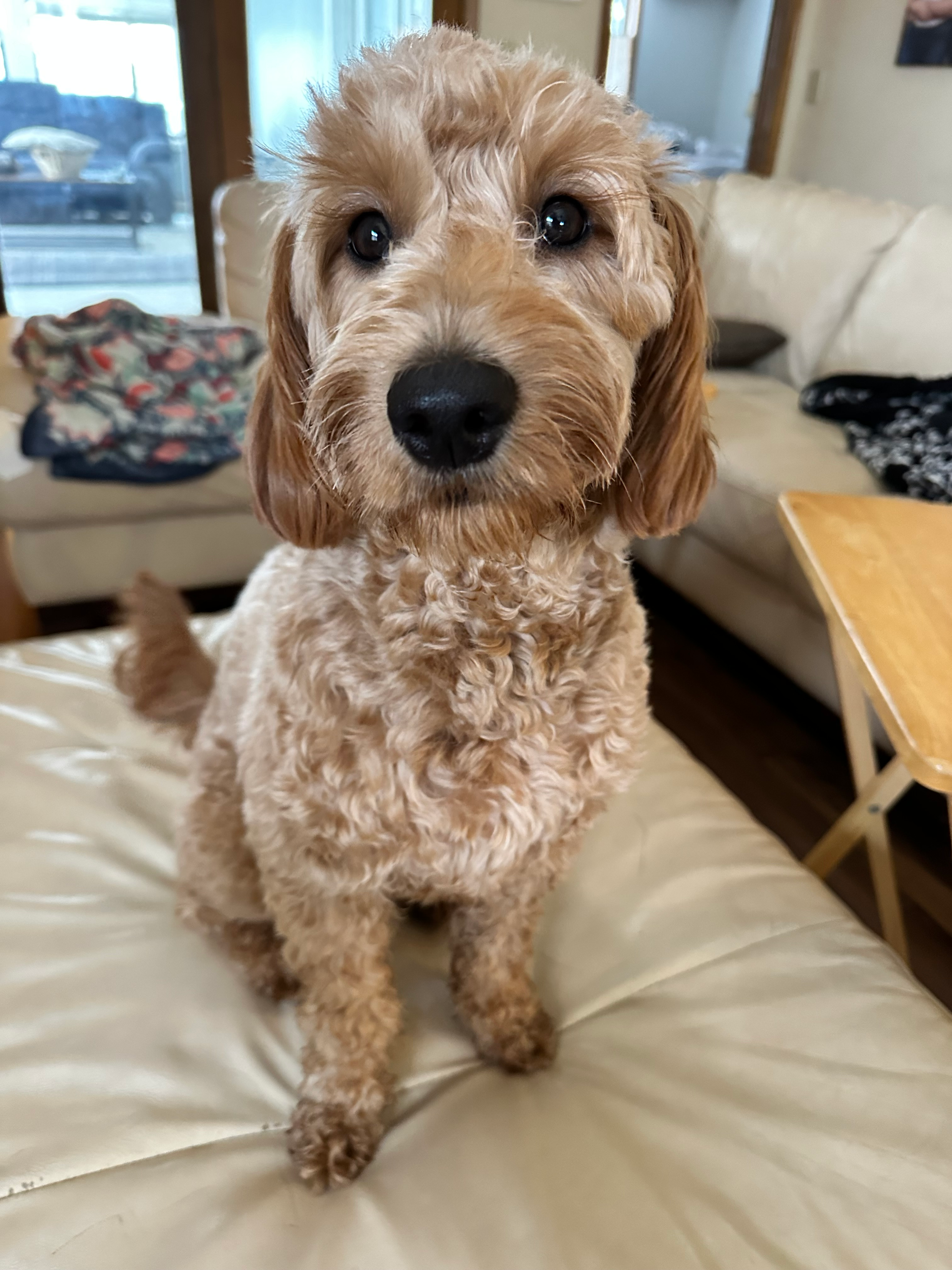 Mini Goldendoodle Pup Being Cute