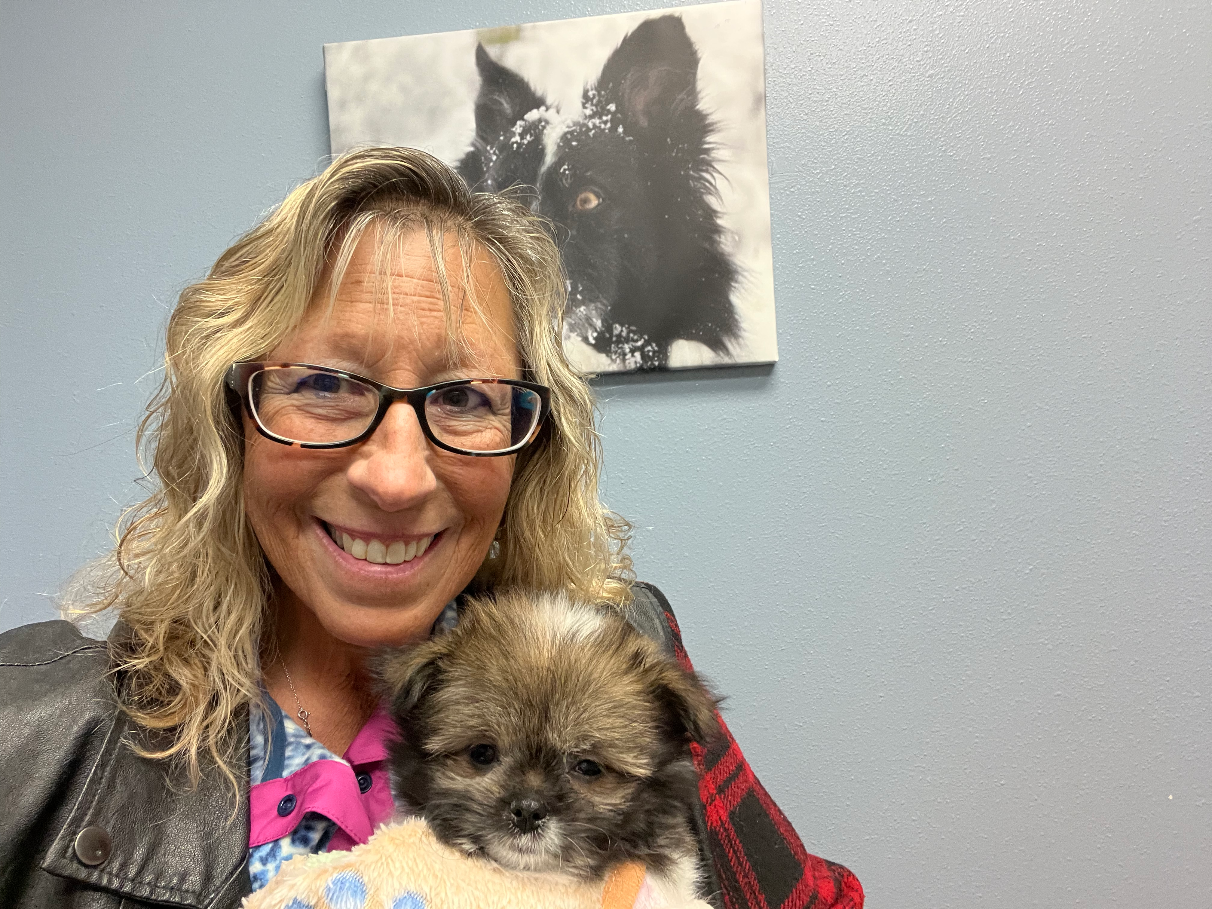 Cute Shih Pom Baby