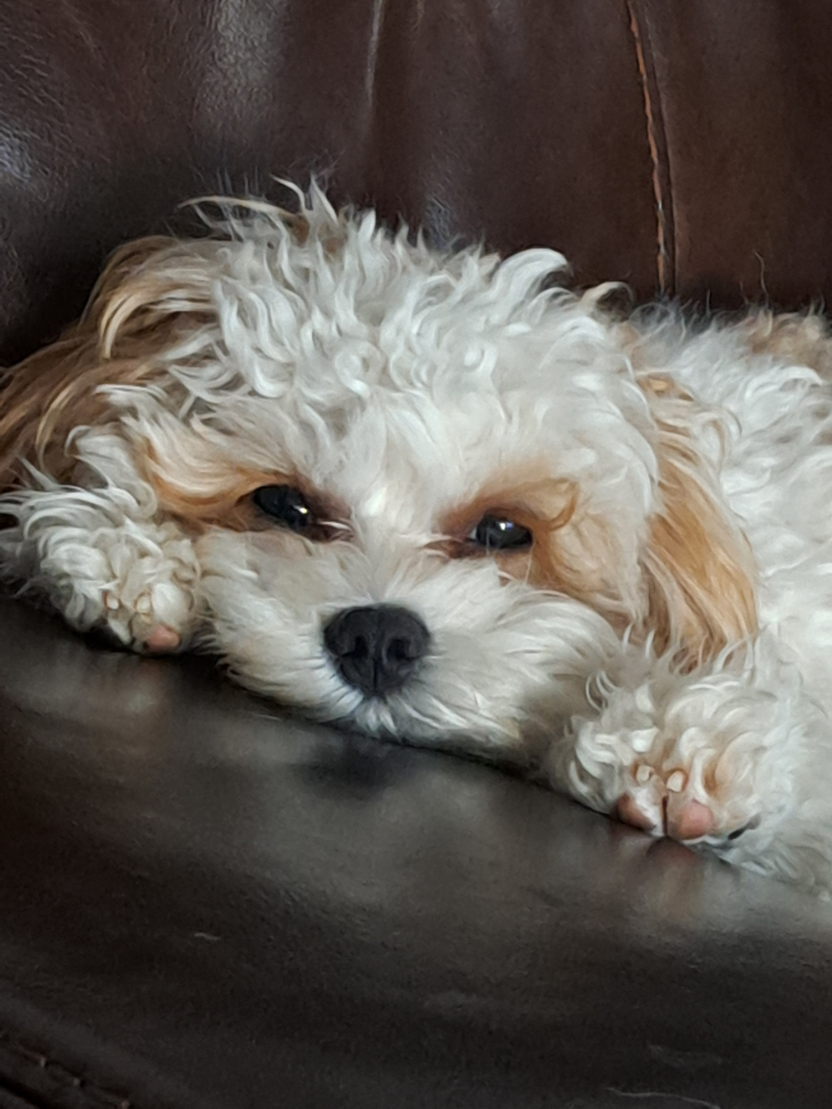 Cavapoo Pup Being Cute