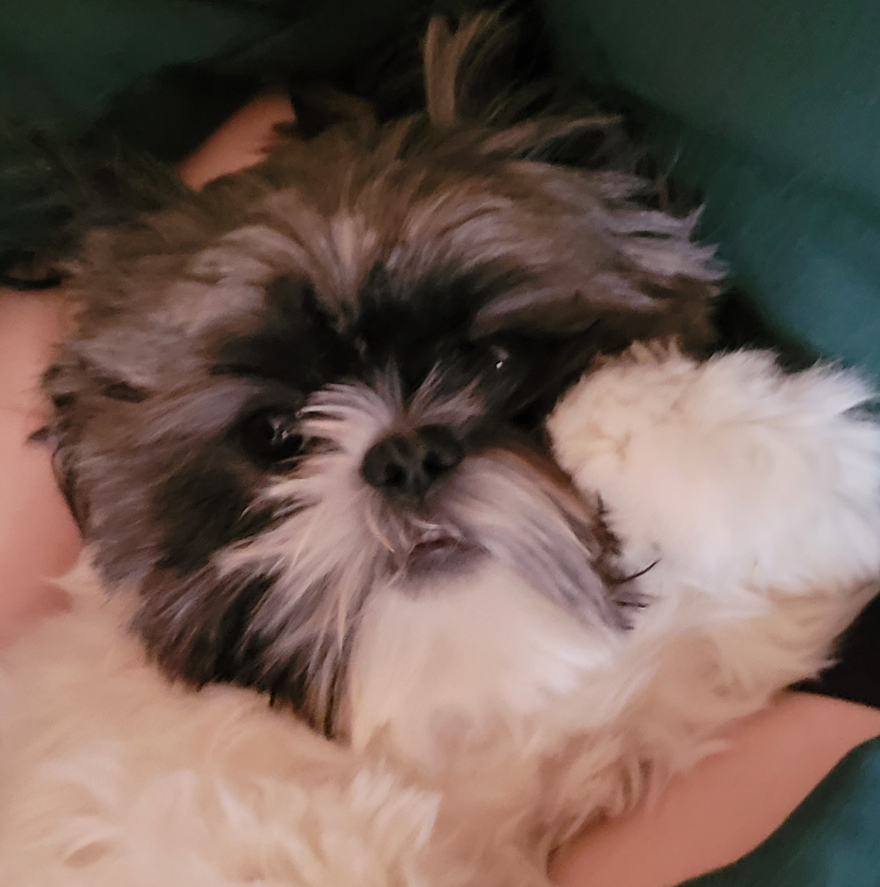 Best Shih Tzu Baby