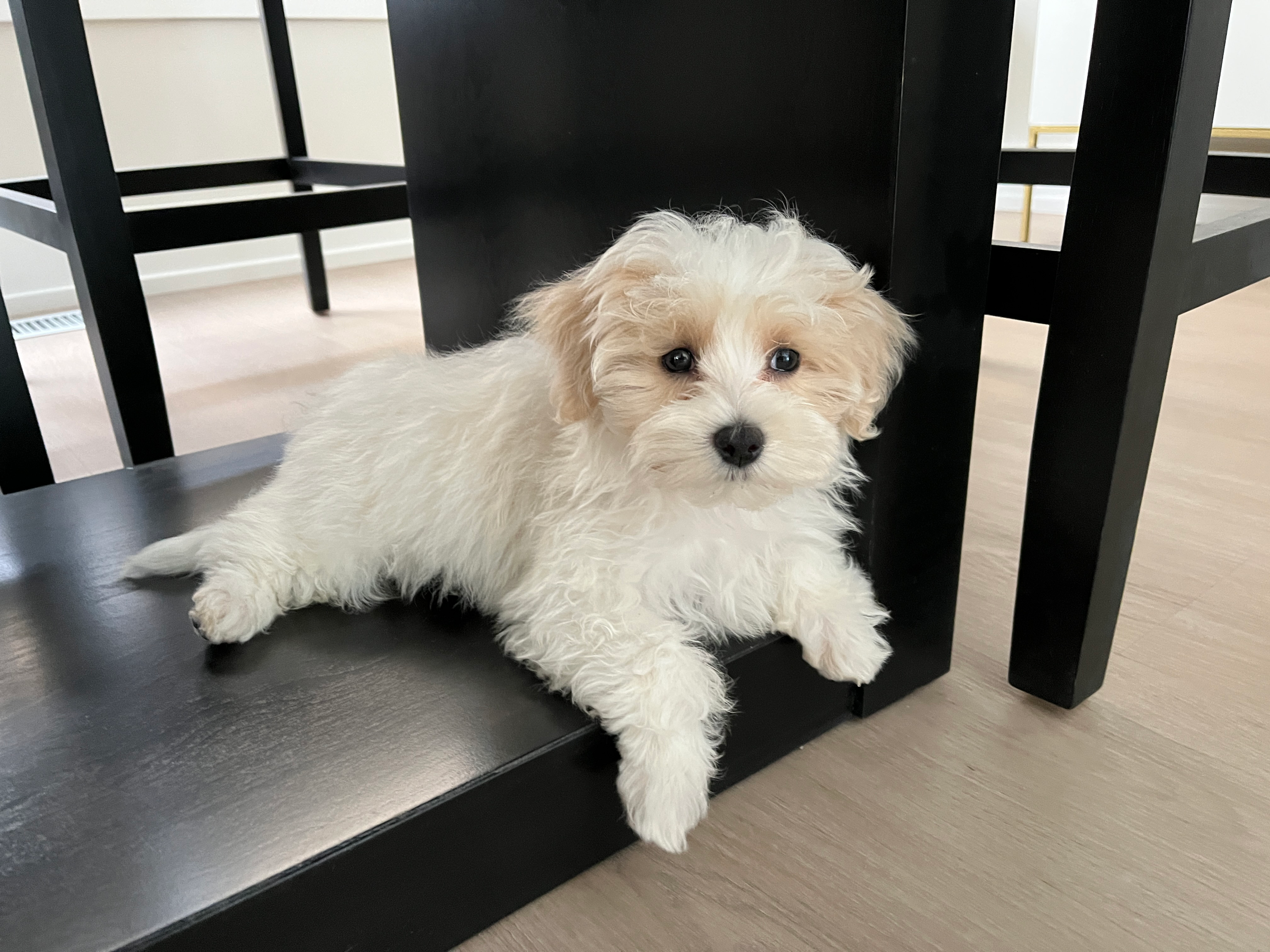 Best Maltipoo Baby