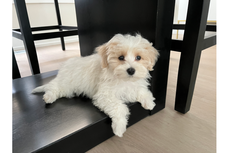 Best Maltipoo Baby