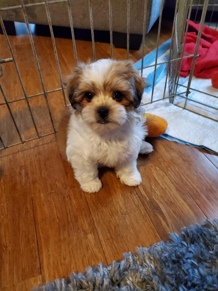 Teddy Bear Pup Being Cute