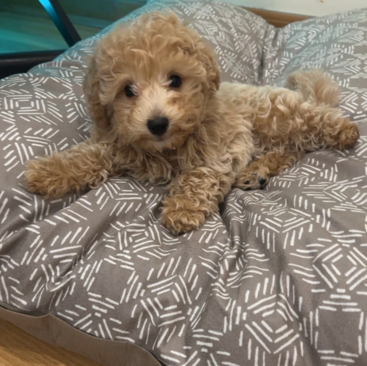 Best Poochon Baby