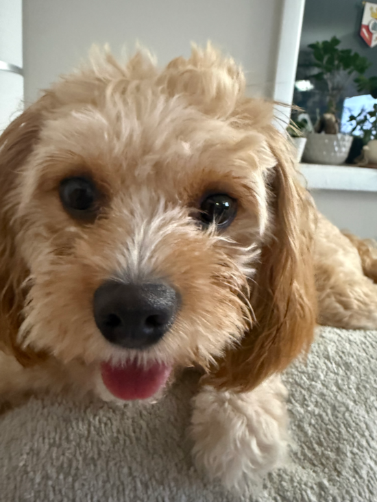 Cavapoo