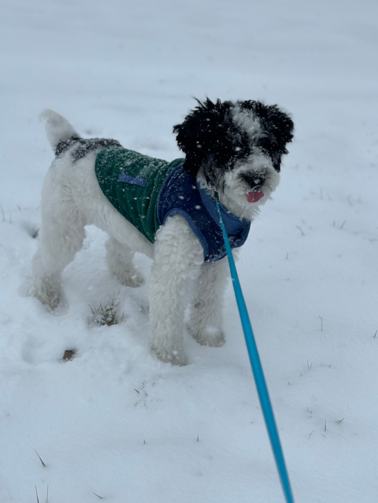 Mini Aussiedoodle