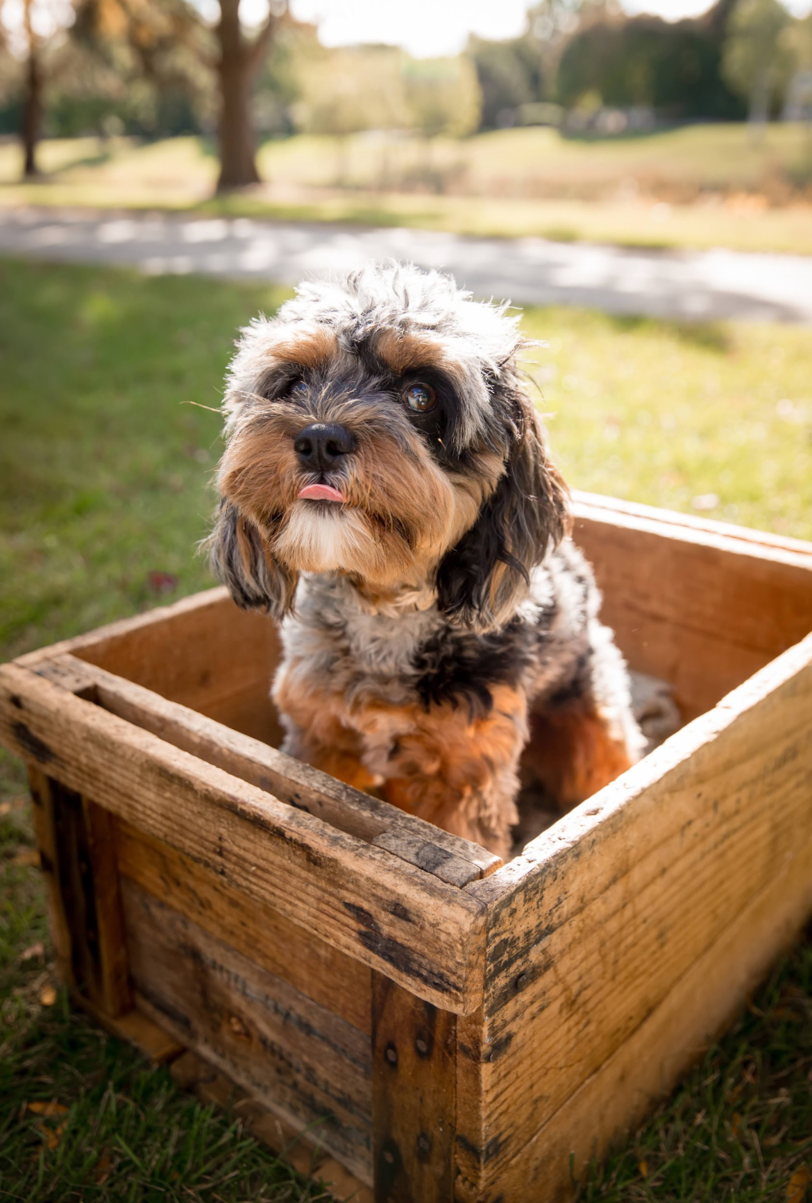 Popular Cavapoo Poodle Mix Pup