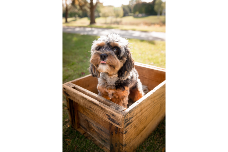 Popular Cavapoo Poodle Mix Pup