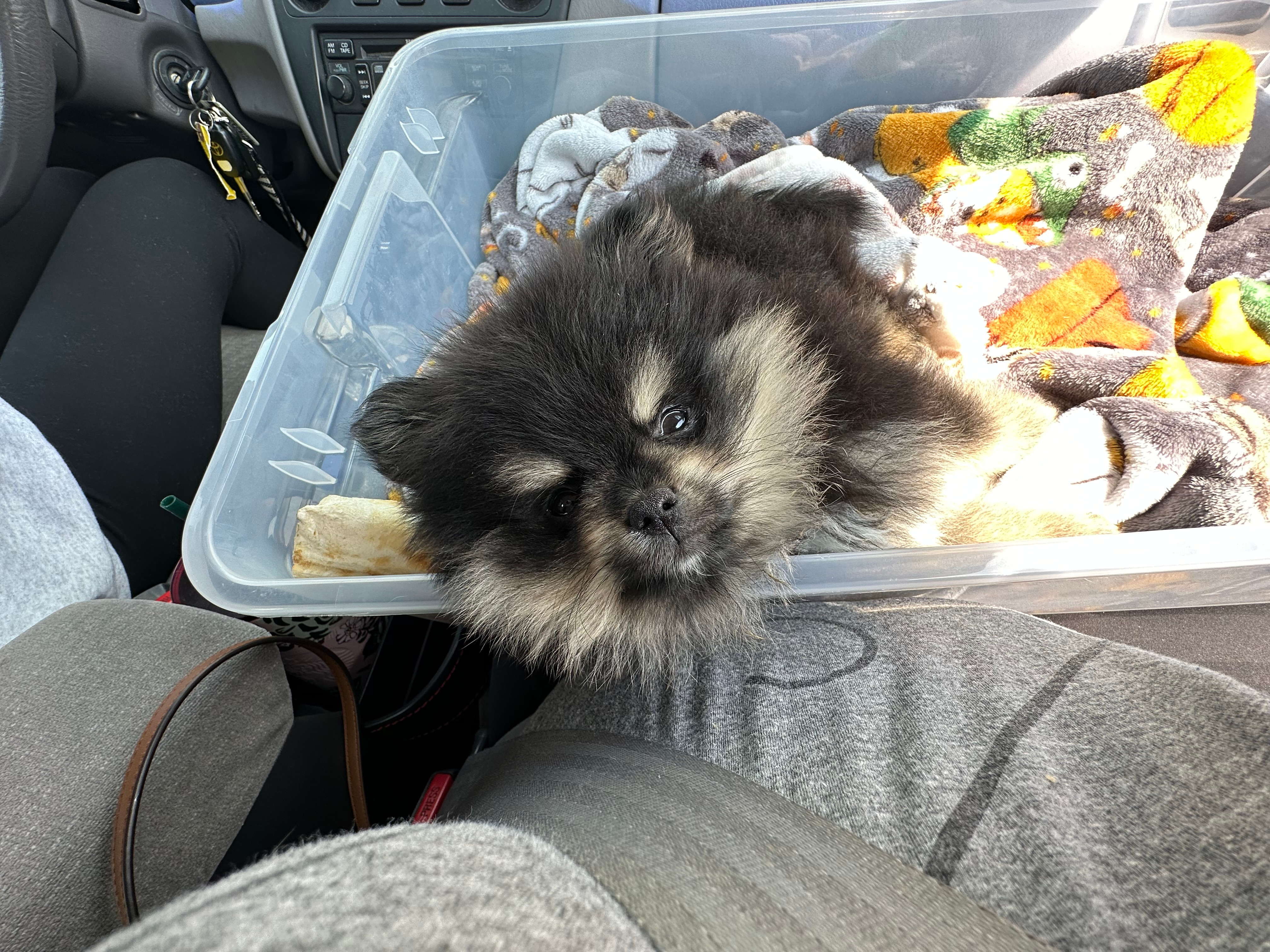 Best Pomeranian Baby