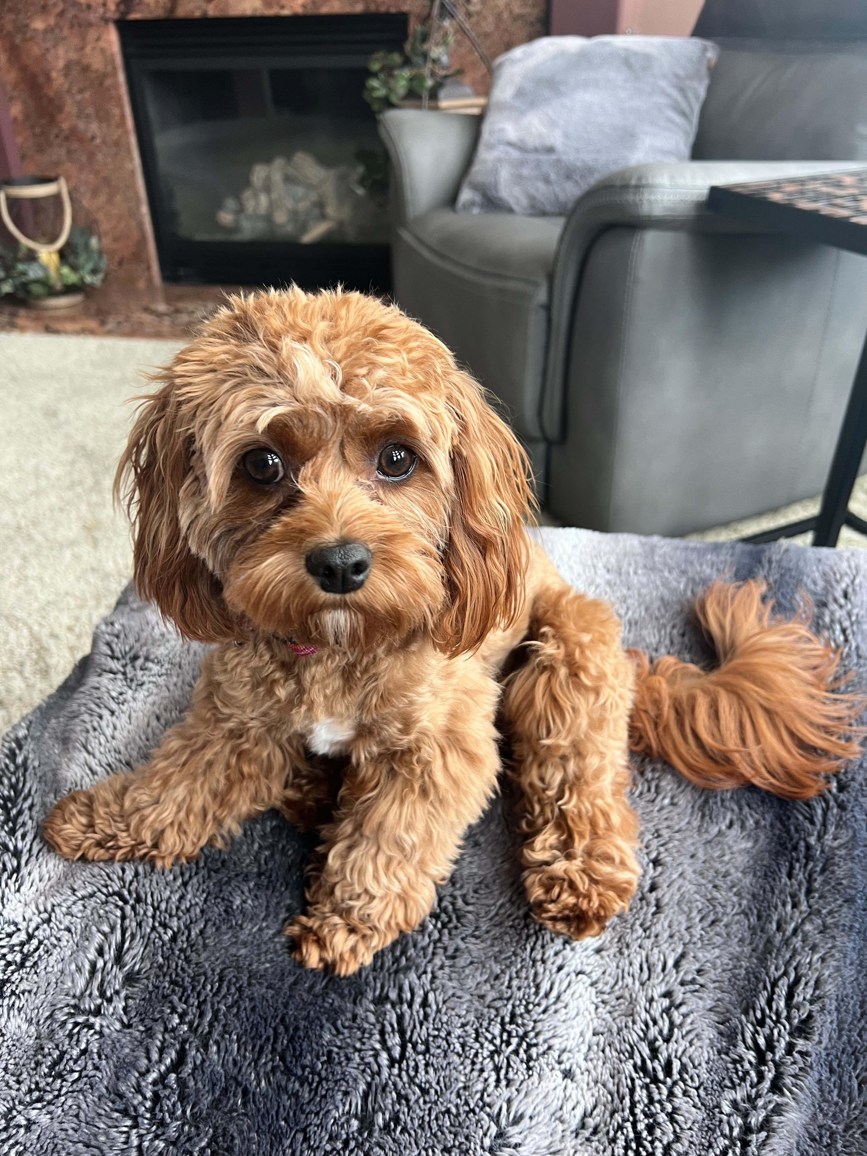 Cute Cavapoo Baby