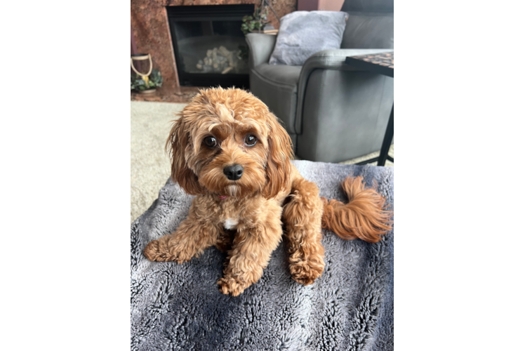 Cute Cavapoo Baby