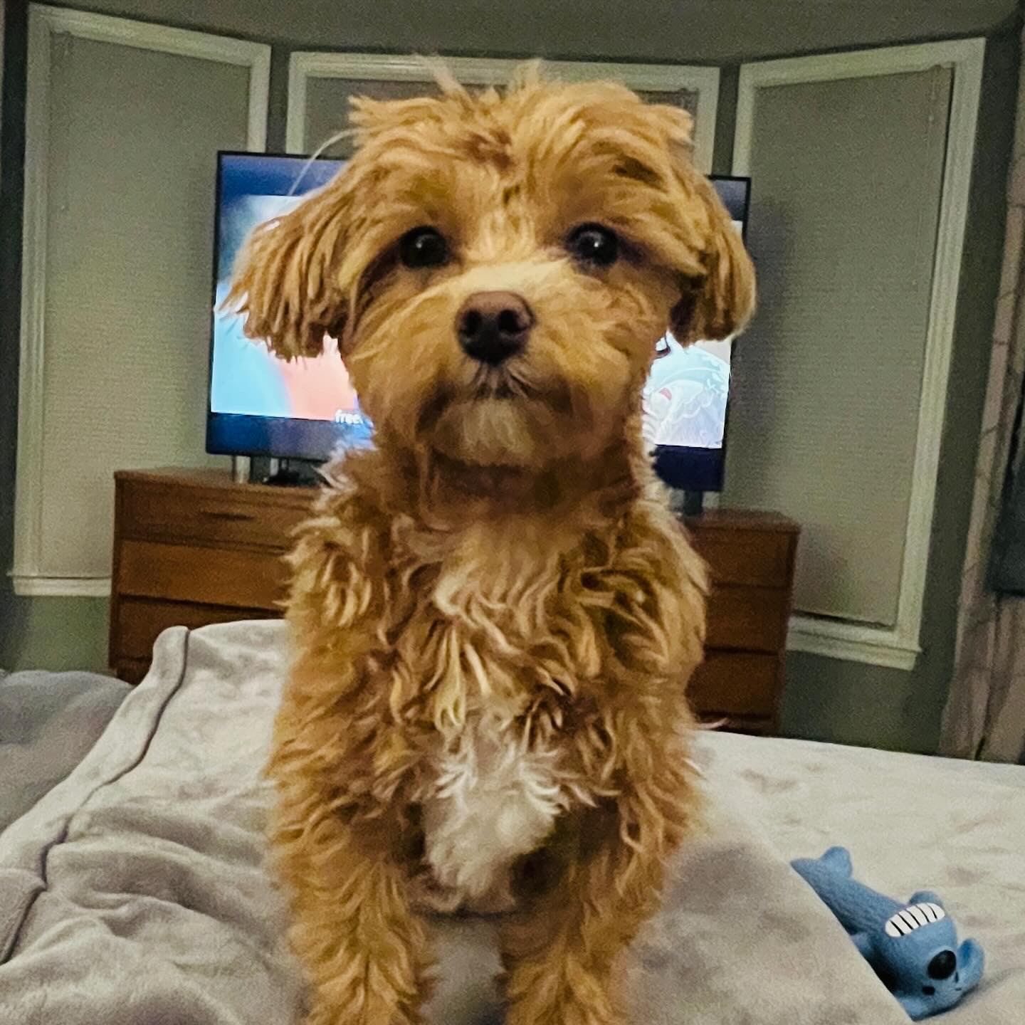 Best Maltipoo Baby