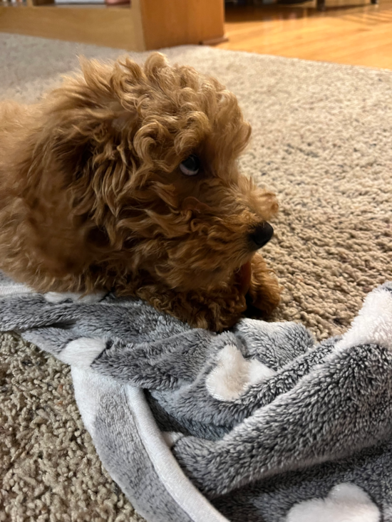 Mini Goldendoodle