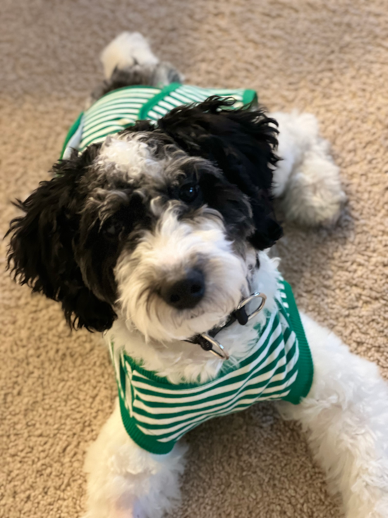 Mini Aussiedoodle