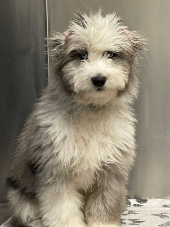 Mini Aussiedoodle