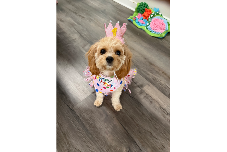 Fluffy Cavapoo Poodle Mix Pup