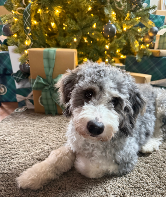 Mini Bernedoodle