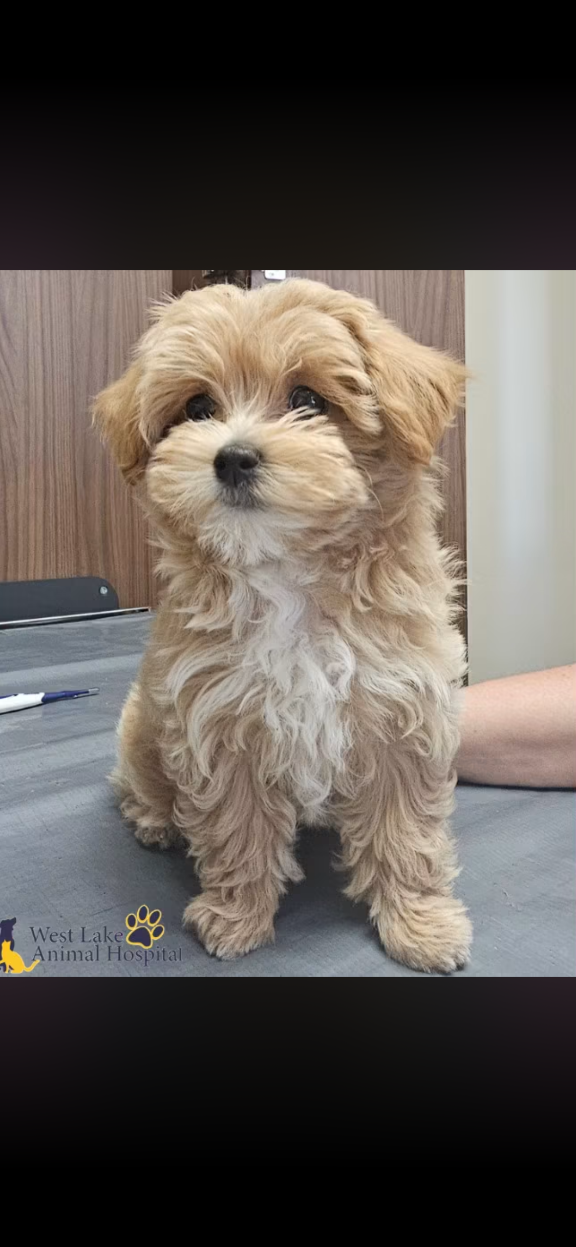 Best Maltipoo Baby