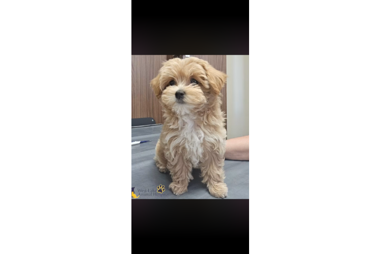 Best Maltipoo Baby