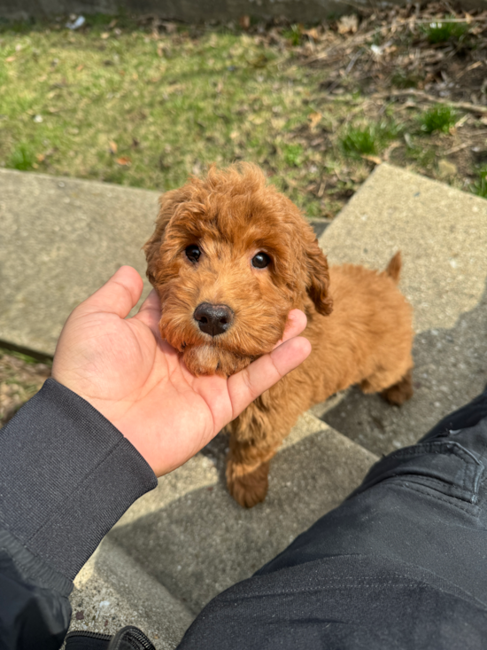 Mini Goldendoodle