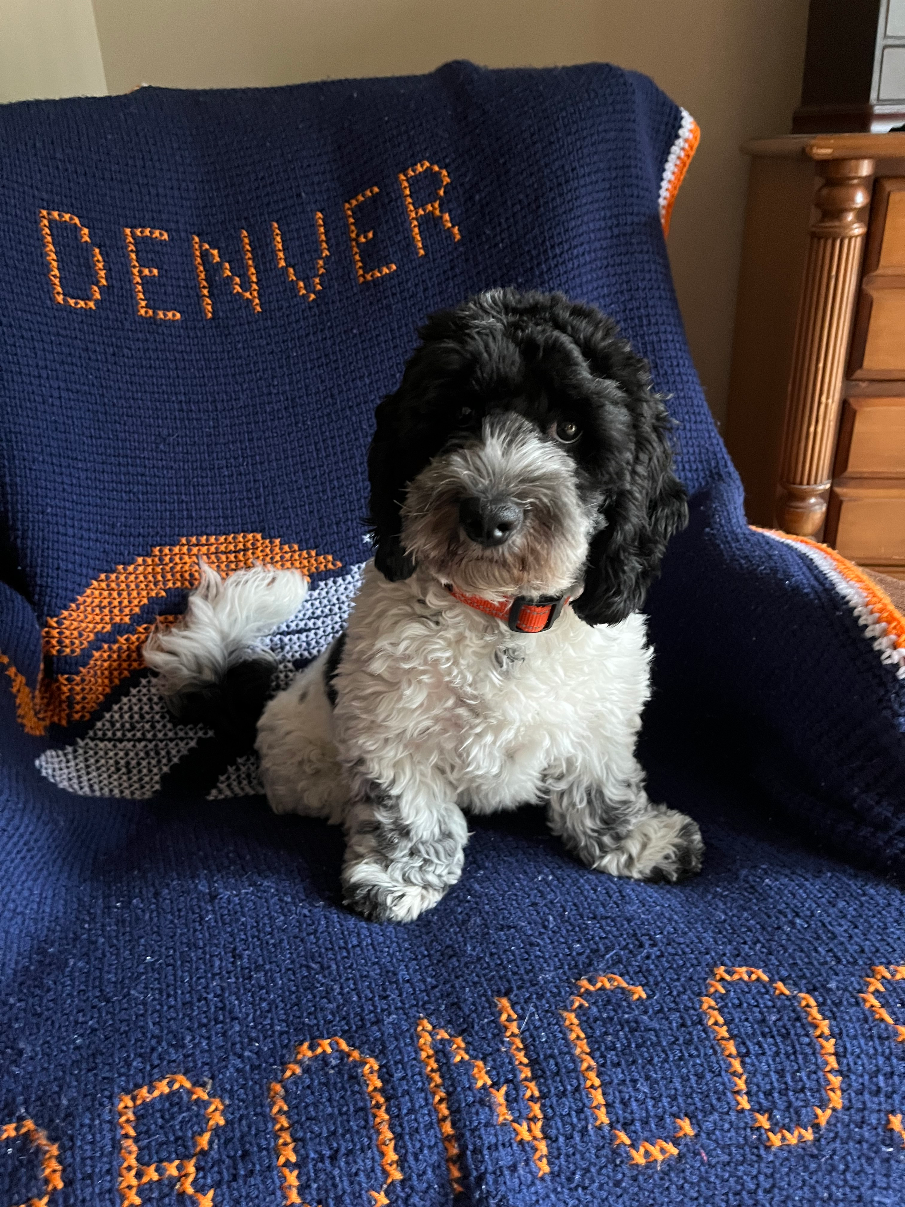 Cockapoo Puppy for Adoption