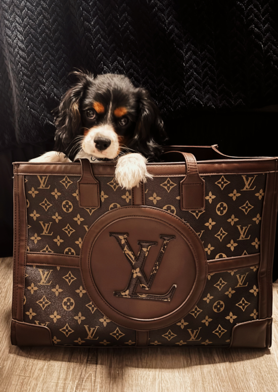 Cavalier King Charles Spaniel
