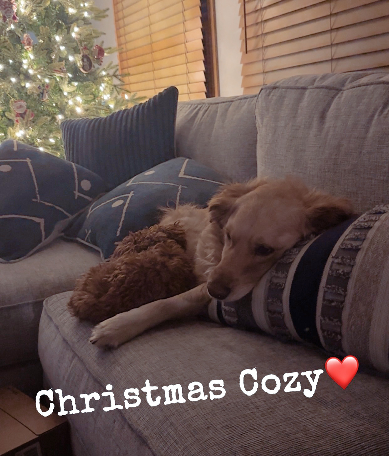 Adorable Cavoodle Poodle Mix Puppy