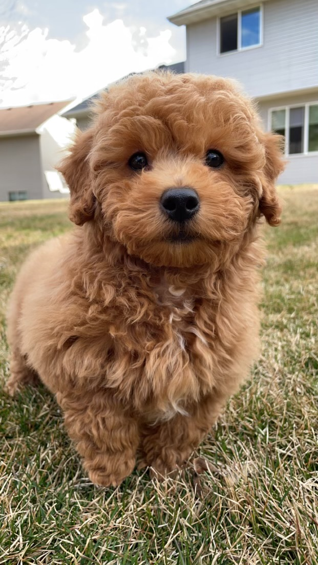 Best Mini Goldendoodle Baby