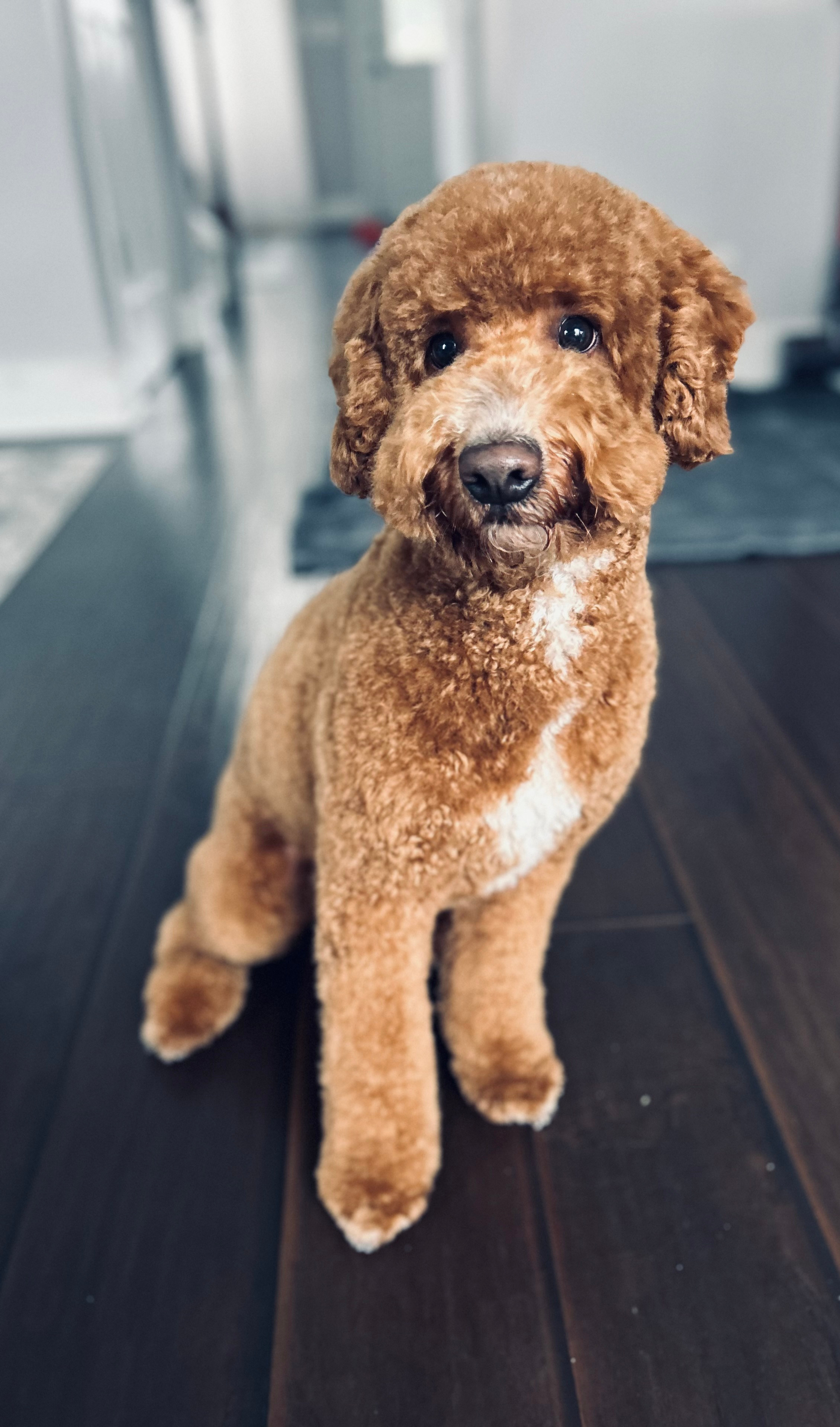 Mini Goldendoodle Pup Being Cute