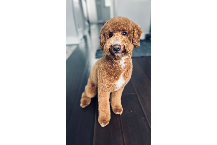 Mini Goldendoodle Pup Being Cute