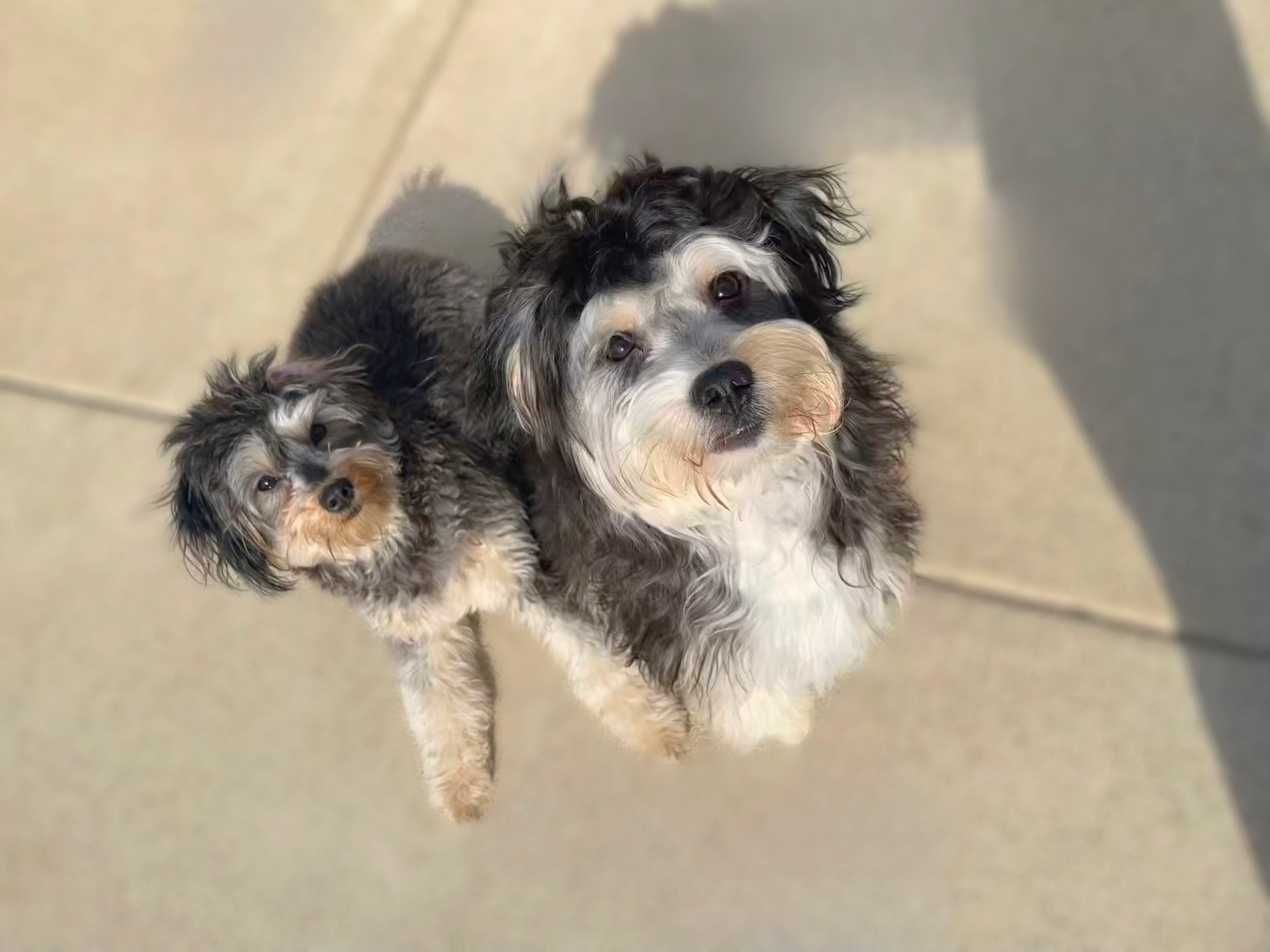 Friendly Mini Aussiedoodle Baby
