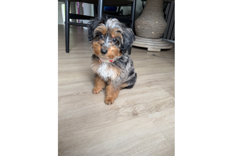 Small Mini Aussiedoodle Baby