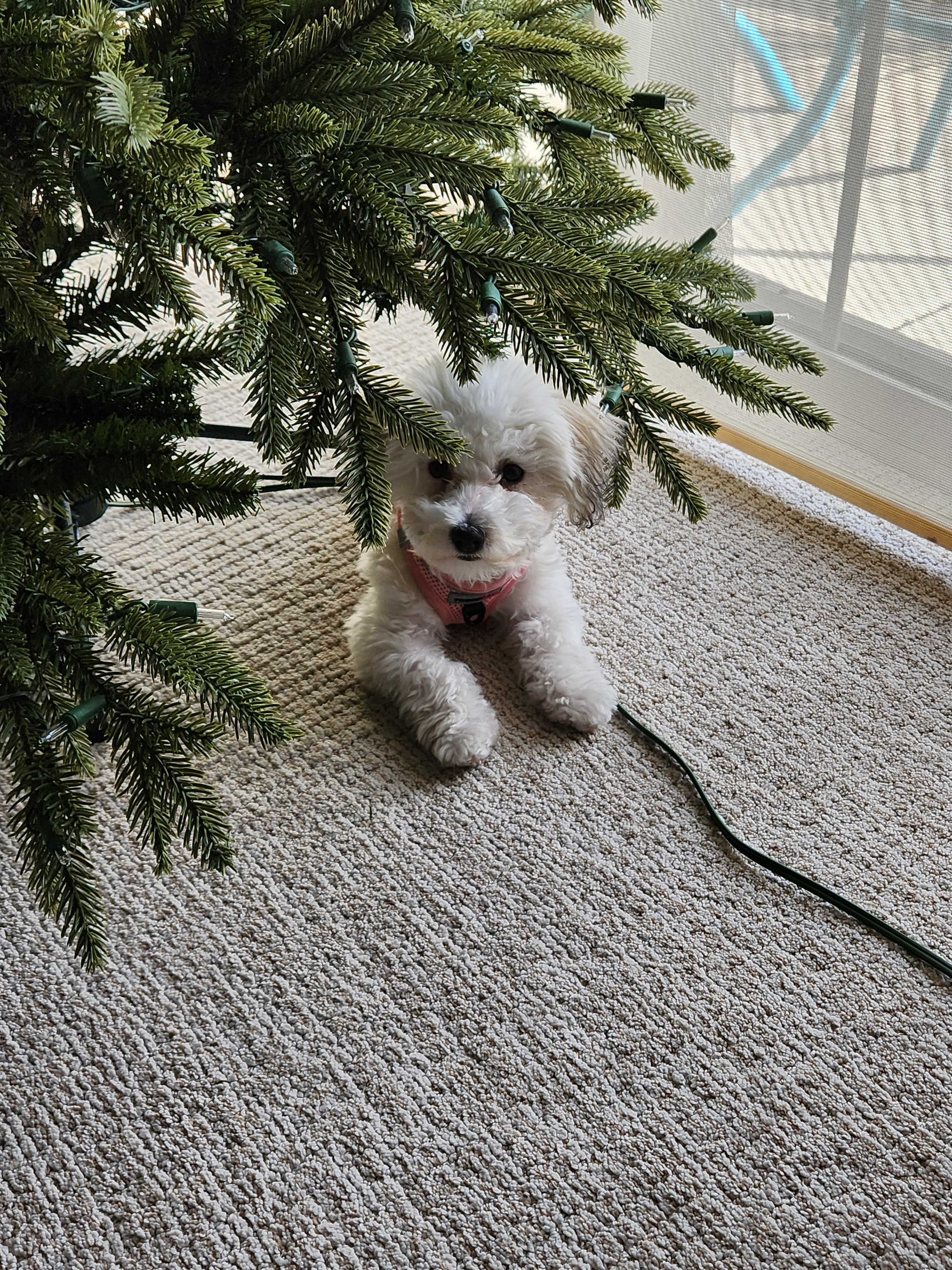 Havanese Pup Being Cute