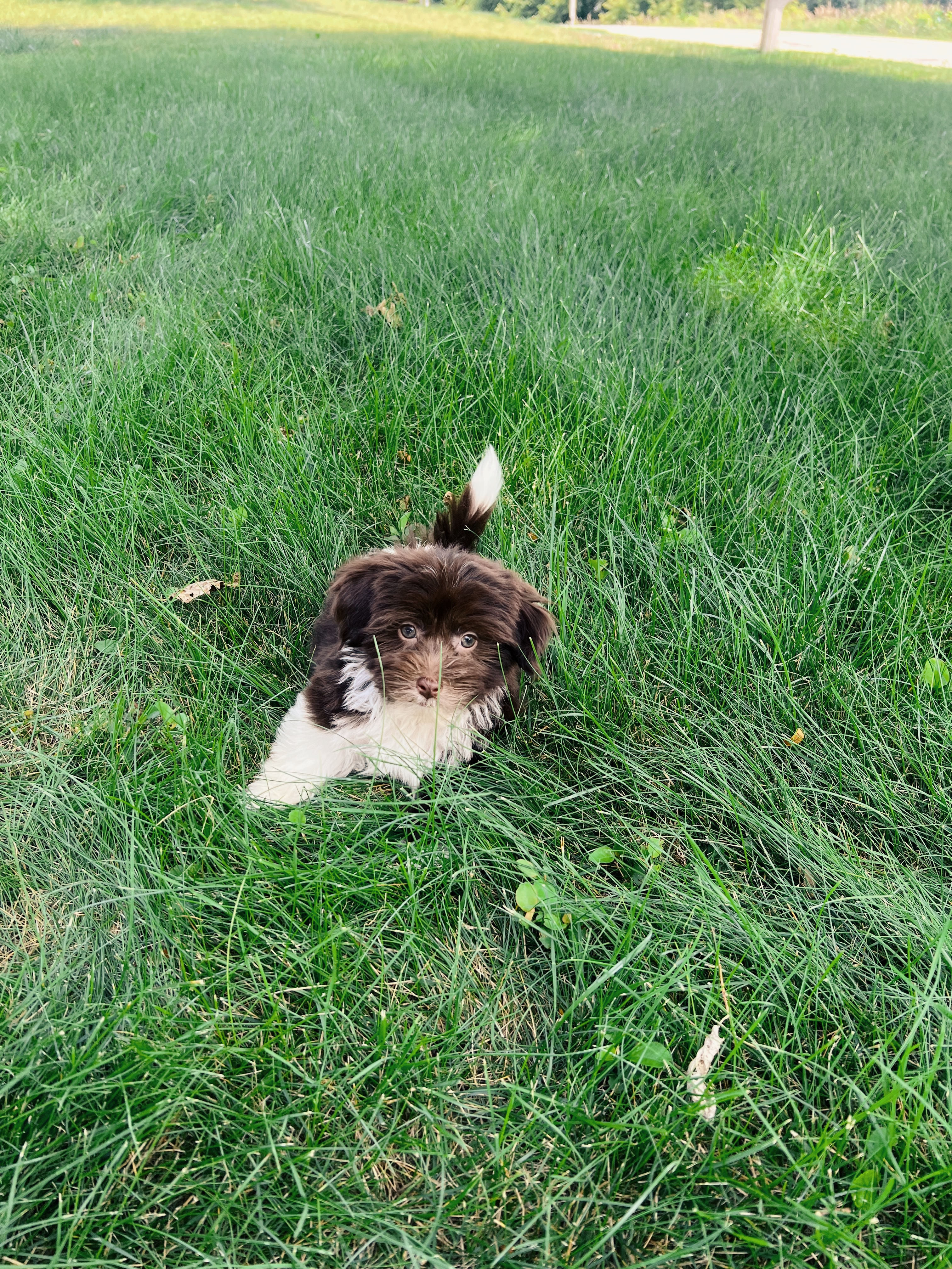 Havanese Pup Being Cute