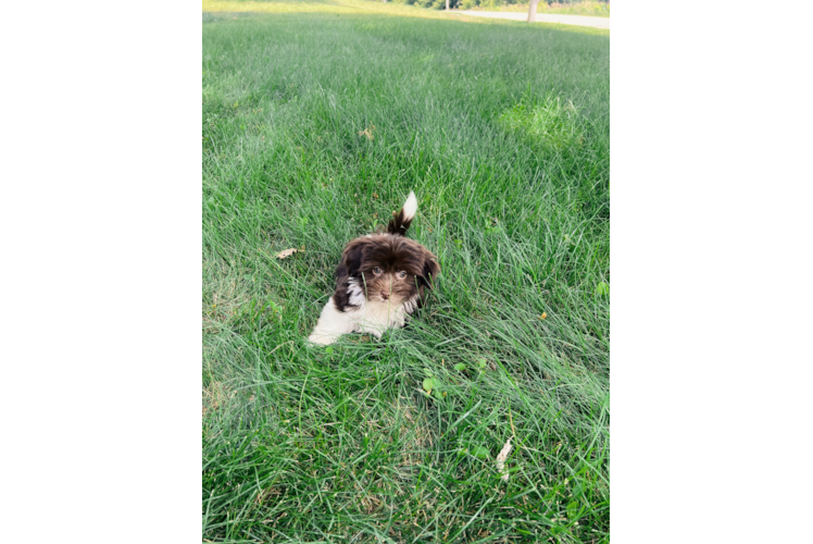 Havanese Pup Being Cute