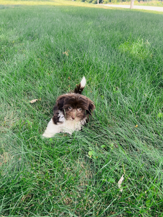 Havanese