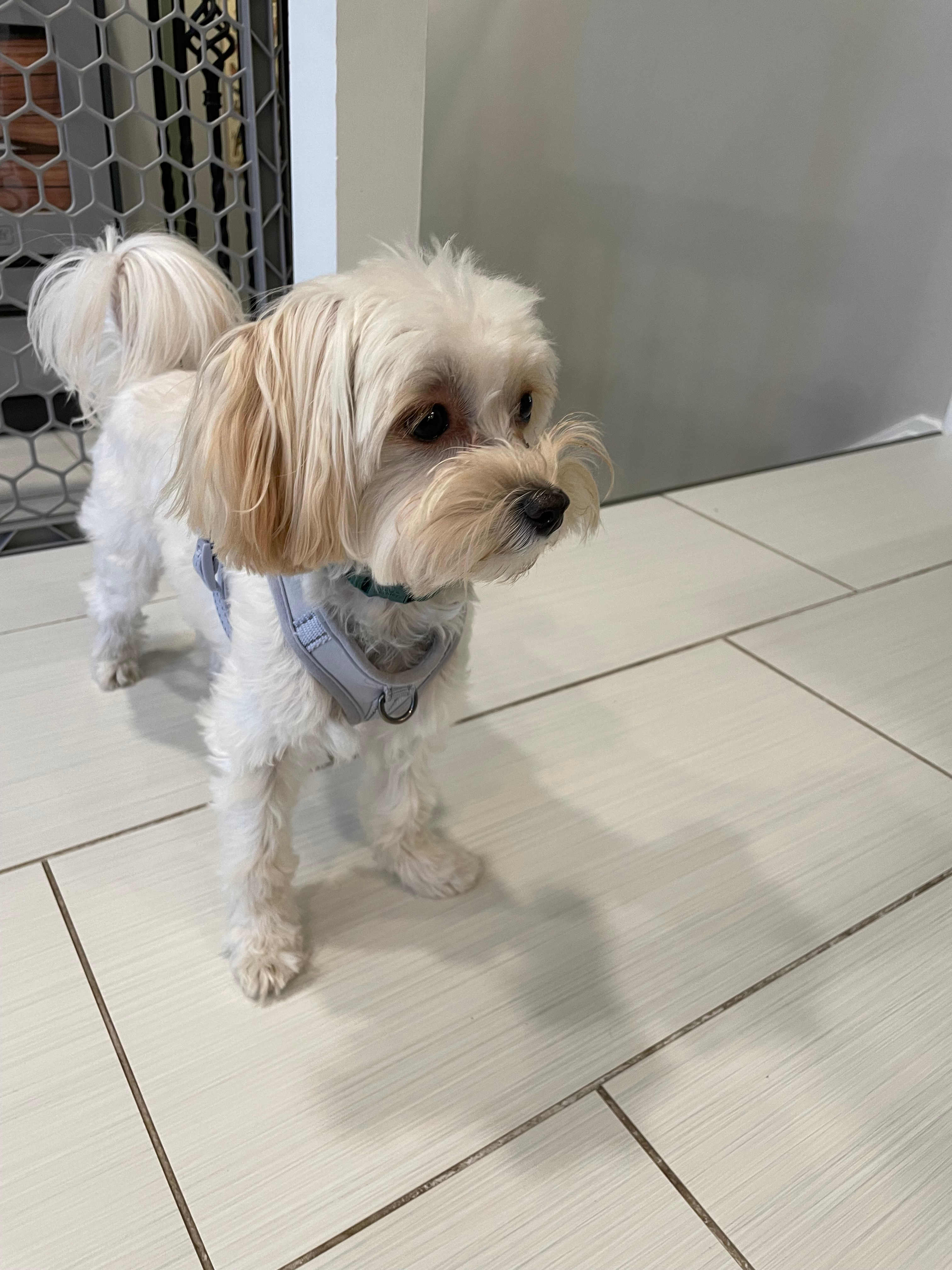 Maltipoo Pup Being Cute