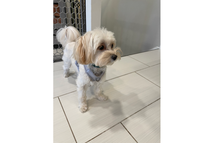 Maltipoo Pup Being Cute