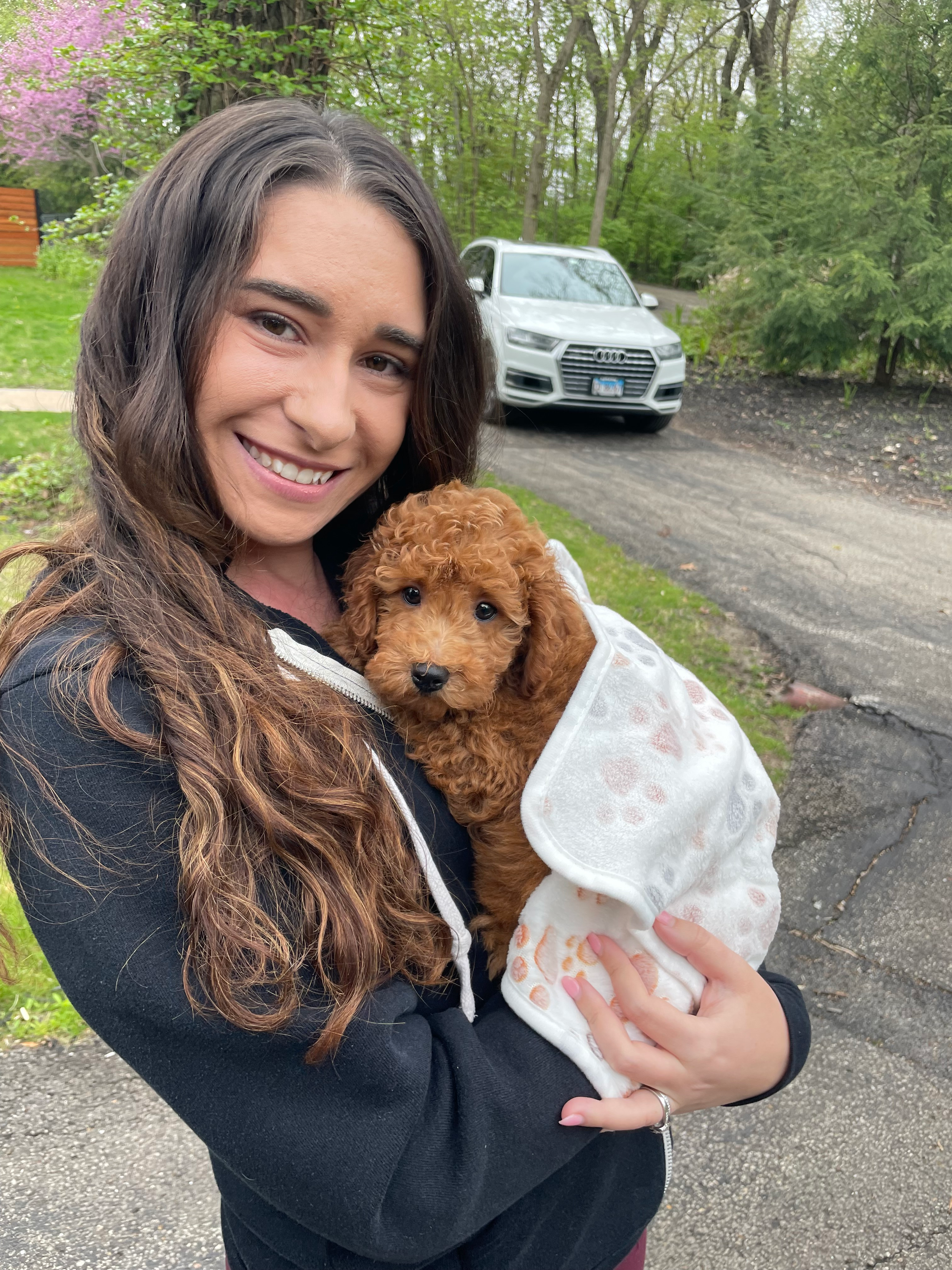 Little Golden Retriever Poodle Mix Puppy