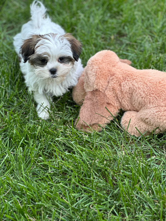 Teddy Bear