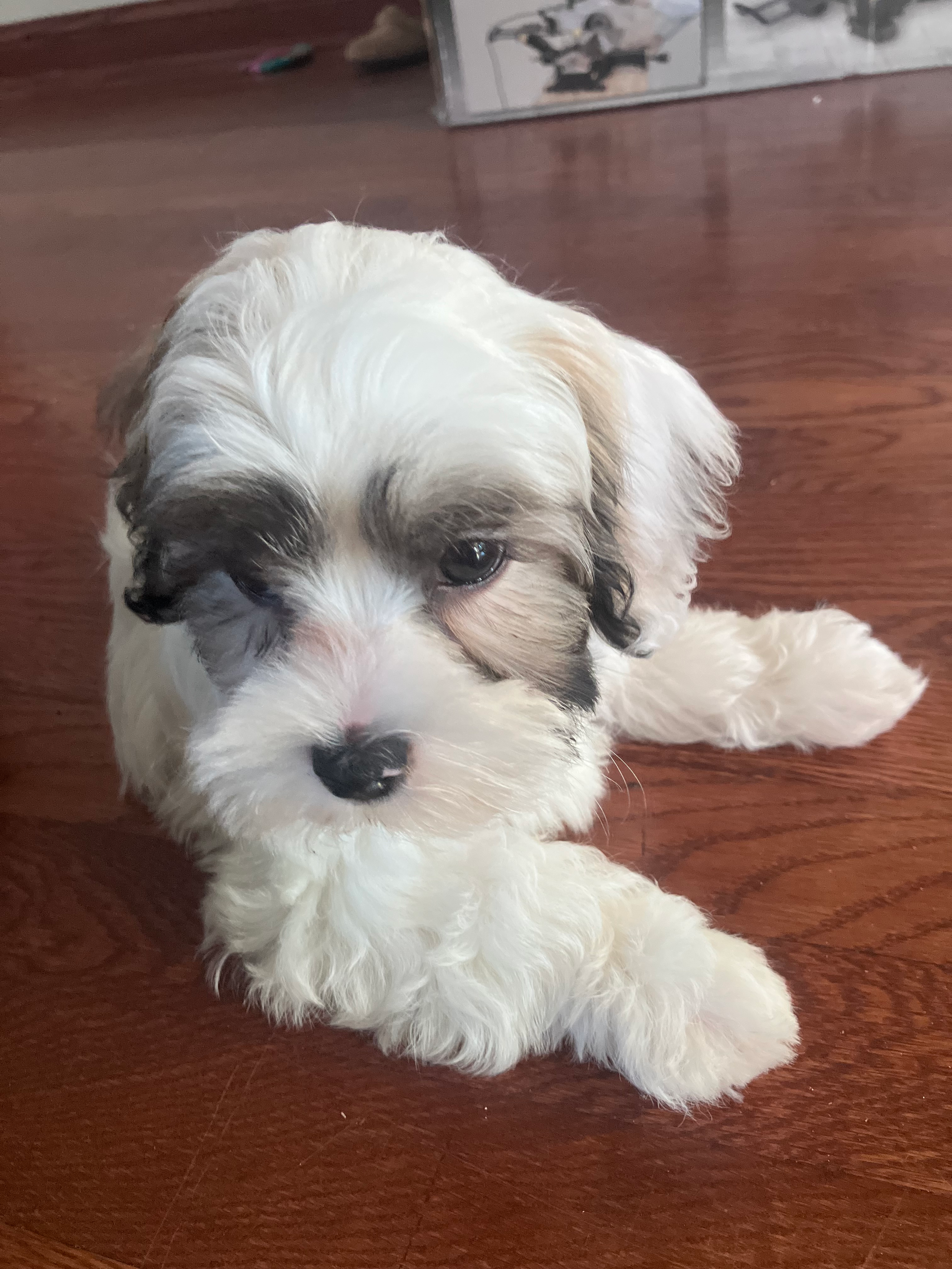 Teddy Bear Pup Being Cute