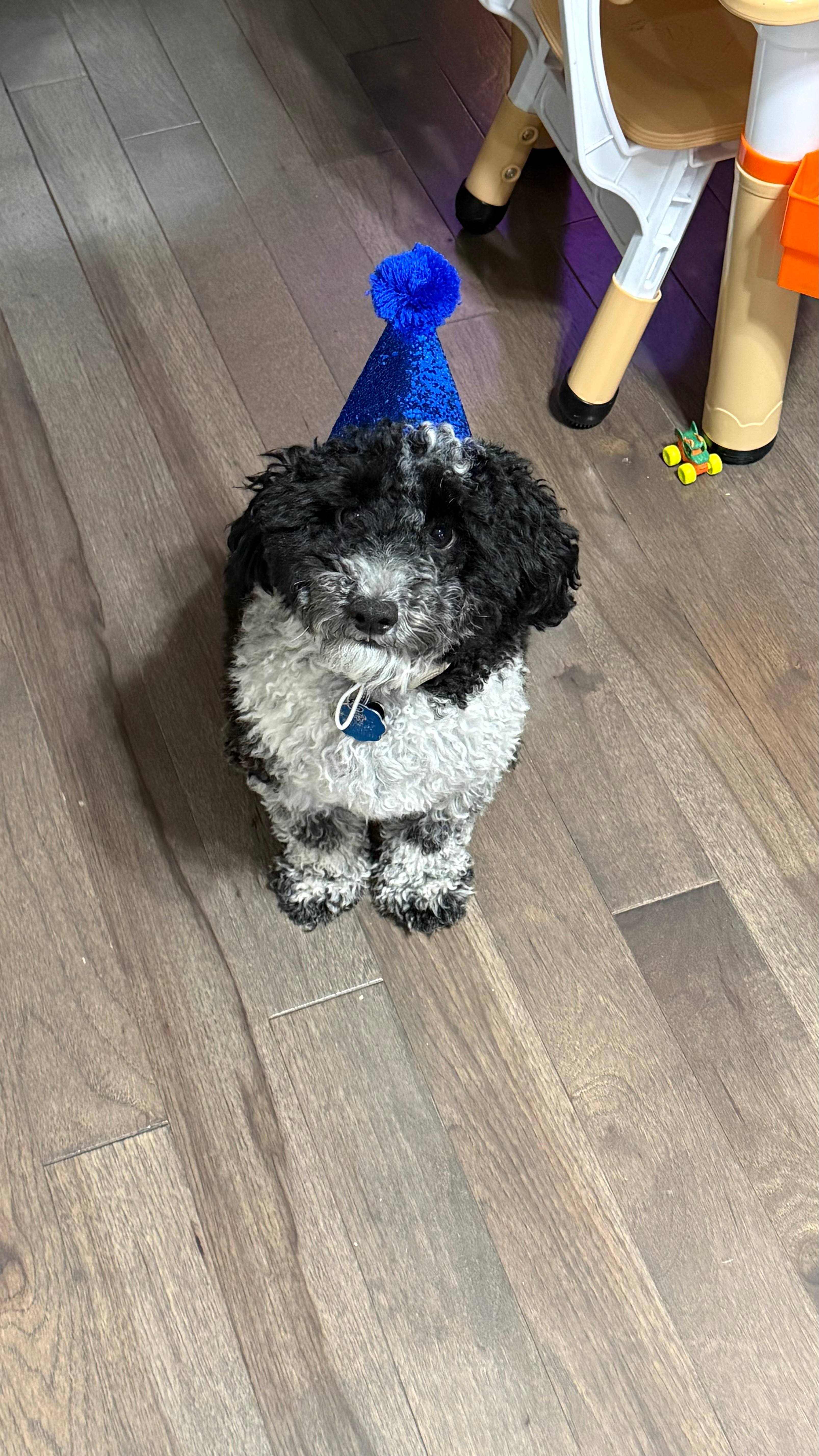 Petite Caniche Purebred Puppy