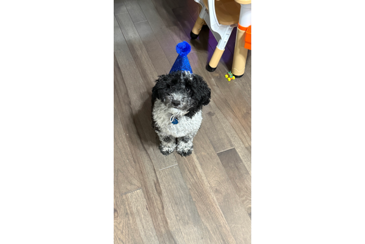 Petite Caniche Purebred Puppy