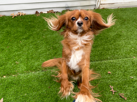 Cavalier King Charles Spaniel