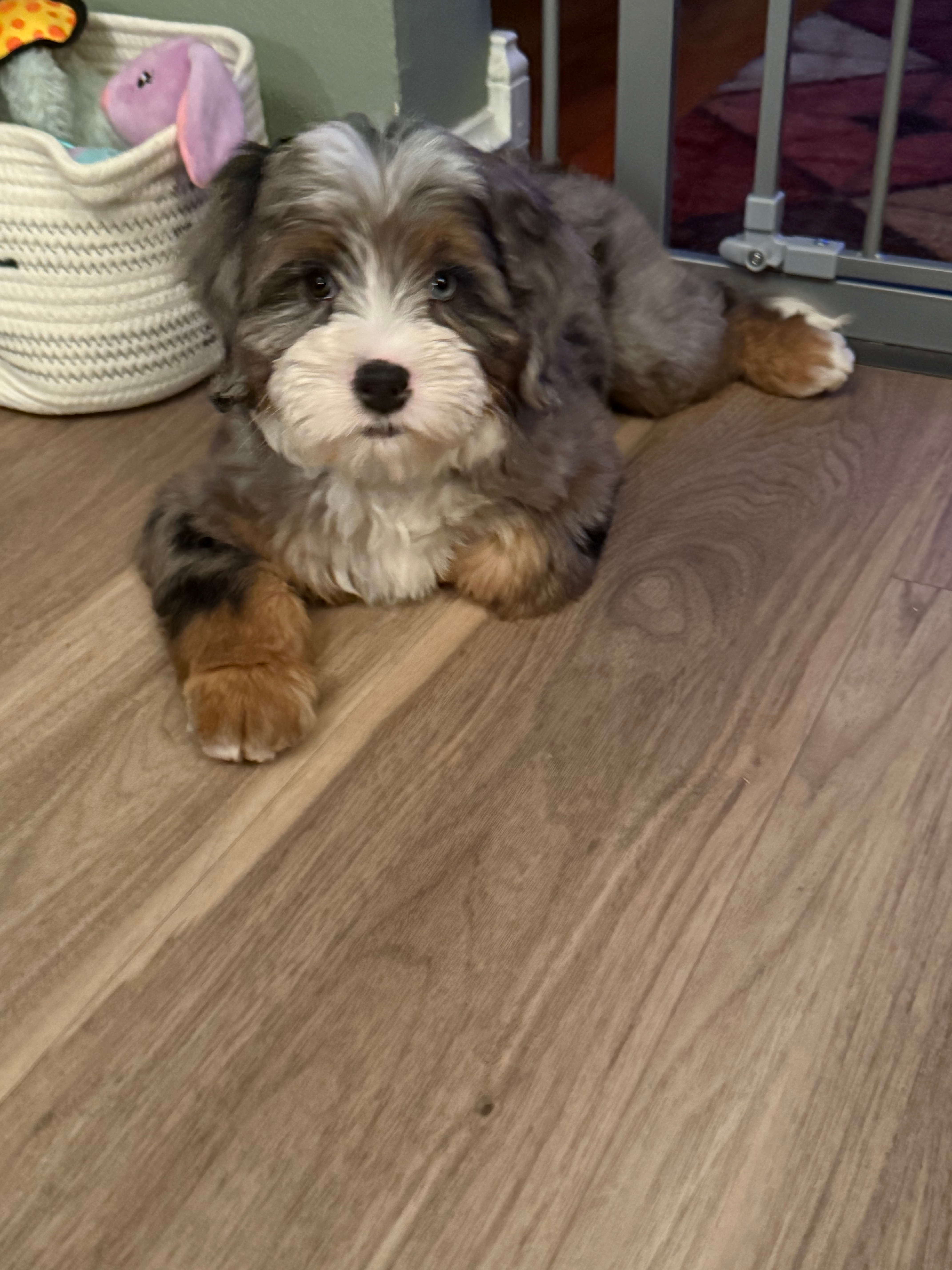Mini Bernedoodle Puppy for Adoption
